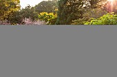 KNOLL GARDENS, DORSET: SEPTEMBER, MILL END BORDERS, FILIPENDULA VENUSTA RUBRA, MISCANTHUS MEMORY, CATALPA BIGNONIOIDES AUREA, GOLDEN BEAN TREE