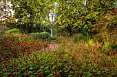 KNOLL GARDENS, DORSET: SEPTEMBER, PERSICARIA FAT DOMINO, WHITE STEMMED TREE, BETULA PAPYRIFERA, BIRCH