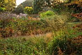 KNOLL GARDENS, DORSET: SEPTEMBER, LOOKING TOWARDS THE MILL END BORDERS, MOLINIA POUL PETERSEN, MOLINIA ARUNDINACEA, ORNAMENTAL GRASSES, CATALPA BIGNONIOIDES AUREA