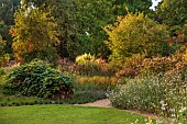KNOLL GARDENS, DORSET: SEPTEMBER, LAWN, VITIS COIGNETIAE, GAURA WHIRLING BUTTERFLIES, SPINDLE TREES, EUONYMUS, CORTADERIA SUNNINGDALE SILVER