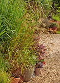 KNOLL GARDENS, DORSET: SEPTEMBER, TERRACOTTA CONTAINERS IN THE NURSERY PLANTED WITH ORNAMENTAL GRASSES, MISCANTHUS NEPALENSIS