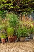 KNOLL GARDENS, DORSET: SEPTEMBER, CONTAINERS BESIDE THE NURSERY PLANTED WITH ORNAMENTAL GRASSES