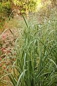 KNOLL GARDENS, DORSET: SEPTEMBER, GREEN FOLIAGE , LEAVES OF PANICUM SEA MIST, ORNAMENTAL GRASSES, PERENNIALS