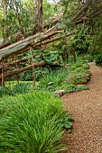 KNOLL GARDENS, DORSET: SEPTEMBER, PATH, HAKONECHLOA MACRA AND FALLEN EUCALYPTUS CHAPMANIANA