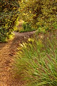 KNOLL GARDENS, DORSET: SEPTEMBER, PATH, BLACK FLOWERS, BLOOMS OF PENNISETUM DARK DESIRE, ORNAMENTAL GRASSES