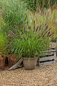 KNOLL GARDENS, DORSET: SEPTEMBER, CONTAINER IN NURSERY PLANTED WITH PENNISETUM DARK DESIRE, GRASSES