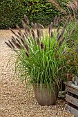 KNOLL GARDENS, DORSET: SEPTEMBER, CONTAINER IN NURSERY PLANTED WITH PENNISETUM DARK DESIRE, GRASSES
