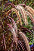 KNOLL GARDENS, DORSET: SEPTEMBER, PURPLE LEAVES, FOLIAGE, FLOWERS OF PENNISETUM SETACEUM RUBRUM, ORNAMENTAL GRASSES, PERENNIALS