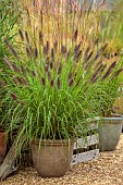 KNOLL GARDENS, DORSET: SEPTEMBER, CONTAINER IN NURSERY PLANTED WITH PENNISETUM DARK DESIRE, GRASSES