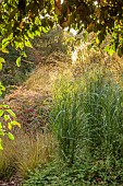 KNOLL GARDENS, DORSET: SEPTEMBER, GREEN FOLIAGE , LEAVES OF PANICUM SEA MIST, ORNAMENTAL GRASSES, PERENNIALS