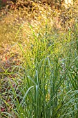 KNOLL GARDENS, DORSET: SEPTEMBER, GREEN FOLIAGE , LEAVES OF PANICUM SEA MIST, ORNAMENTAL GRASSES, PERENNIALS