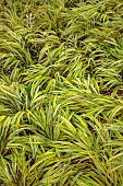KNOLL GARDENS, DORSET: SEPTEMBER, YELLOW LEAVES, FOLIAGE OF HAKONECHLOA MACRA AUREOLA, EVERGREEN, ORNAMENTAL, GRASSES, VARIEGATED