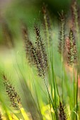 KNOLL GARDENS, DORSET: SEPTEMBER, BLACK FLOWERS, BLOOMS OF PENNISETUM DARK DESIRE, ORNAMENTAL GRASSES