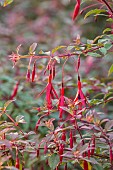KNOLL GARDENS, DORSET: SEPTEMBER, RED FLOWERS, BLOOMS OF FUCHSIA MAGELLANICA VAR. GRACILIS VERSICOLOR, SHRUBS
