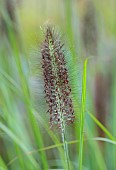 KNOLL GARDENS, DORSET: SEPTEMBER, FLOWERS OF PENNISETUM DARK DESIRE, GRASSES, ORNAMENTAL, PERENNIALS