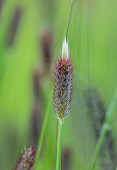 KNOLL GARDENS, DORSET: SEPTEMBER, RED, BLACK FLOWERS, BLOOMS OF PENNISETUM THUNBERGII RED BUTTONS, ORNAMENTAL GRASSES