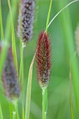 KNOLL GARDENS, DORSET: SEPTEMBER, RED, BLACK FLOWERS, BLOOMS OF PENNISETUM THUNBERGII RED BUTTONS, ORNAMENTAL GRASSES