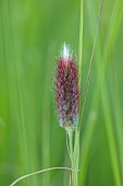 KNOLL GARDENS, DORSET: SEPTEMBER, RED, BLACK FLOWERS, BLOOMS OF PENNISETUM THUNBERGII RED BUTTONS, ORNAMENTAL GRASSES