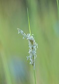 KNOLL GARDENS, DORSET: SEPTEMBER, CREAM FLOWERS OF SESLERIA AUTUMNALIS, ORNAMENTAL, GRASSES, PERENNIALS