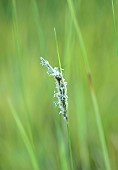 KNOLL GARDENS, DORSET: SEPTEMBER, CREAM FLOWERS OF SESLERIA AUTUMNALIS, ORNAMENTAL, GRASSES, PERENNIALS
