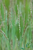 KNOLL GARDENS, DORSET: SEPTEMBER, CREAM, BROWN FLOWERS OF SESLERIA SUMMER SKIES, ORNAMENTAL, GRASSES, PERENNIALS