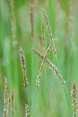 KNOLL GARDENS, DORSET: SEPTEMBER, CREAM, BROWN FLOWERS OF SESLERIA SUMMER SKIES, ORNAMENTAL, GRASSES, PERENNIALS