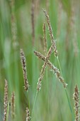 KNOLL GARDENS, DORSET: SEPTEMBER, CREAM, BROWN FLOWERS OF SESLERIA SUMMER SKIES, ORNAMENTAL, GRASSES, PERENNIALS