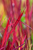 KNOLL GARDENS, DORSET: SEPTEMBER, RED LEAVES, FOLIAGE OF IMPERATA CYLINDRICA RUBRA, RED BARRON, ORNAMENTAL, GRASSES, PERENNIALS