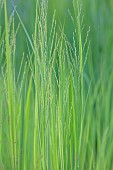KNOLL GARDENS, DORSET: SEPTEMBER, GREEN LEAVES, FOLIAGE OF PANICUM VIRGATUM NORTHWIND, ORNAMENTAL, GRASSES, PERENNIALS