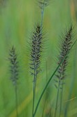 KNOLL GARDENS, DORSET: SEPTEMBER, BLACK FLOWERS OF PENNISETUM CASSIANS CHOICE, ORNAMENTAL, GRASSES, PERENNIALS