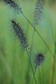 KNOLL GARDENS, DORSET: SEPTEMBER, BLACK FLOWERS OF PENNISETUM CASSIANS CHOICE, ORNAMENTAL, GRASSES, PERENNIALS