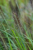 KNOLL GARDENS, DORSET: SEPTEMBER, FLOWERS OF PENNISETUM DARK DESIRE, GRASSES, ORNAMENTAL, PERENNIALS