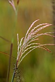 KNOLL GARDENS, DORSET: SEPTEMBER, FLOWERS OF MISCANTHUS SUNSET, GRASSES, ORNAMENTAL, PERENNIALS