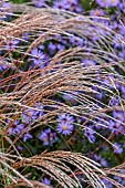 KNOLL GARDENS, DORSET: SEPTEMBER, FLOWERS OF MISCANTHUS CINDY, PURPLE FLOWERS OF ASTER PRAIRIE PURPLE, GRASSES, ORNAMENTAL, PERENNIALS