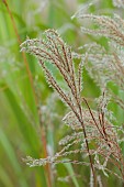 KNOLL GARDENS, DORSET: SEPTEMBER, FLOWERS OF MISCANTHUS FERNER OSTEN, GRASSES, ORNAMENTAL, PERENNIALS