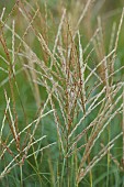 KNOLL GARDENS, DORSET: SEPTEMBER, FLOWERS OF MISCANTHUS STARLIGHT, GRASSES, ORNAMENTAL, PERENNIALS