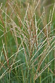KNOLL GARDENS, DORSET: SEPTEMBER, FLOWERS OF MISCANTHUS STARLIGHT, GRASSES, ORNAMENTAL, PERENNIALS
