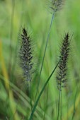 KNOLL GARDENS, DORSET: SEPTEMBER, FLOWERS OF PENNISETUM CASSIANS CHOICE, GRASSES, ORNAMENTAL, PERENNIALS