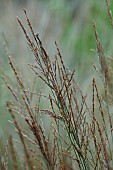 KNOLL GARDENS, DORSET: SEPTEMBER, FLOWERS OF MOLINIA CAERULEA HEIDEBRAUT, GRASSES, ORNAMENTAL, PERENNIALS