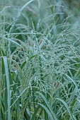 KNOLL GARDENS, DORSET: SEPTEMBER, FLOWERS OF PANICUM SEA MIST, GRASSES, ORNAMENTAL, PERENNIALS