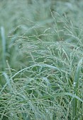 KNOLL GARDENS, DORSET: SEPTEMBER, FLOWERS OF PANICUM SEA MIST, GRASSES, ORNAMENTAL, PERENNIALS