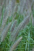 KNOLL GARDENS, DORSET: SEPTEMBER, FLOWERS OF PENNISETUM BLACK ARROW, GRASSES, ORNAMENTAL, PERENNIALS