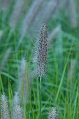 KNOLL GARDENS, DORSET: SEPTEMBER, FLOWERS OF PENNISETUM BLACK ARROW, GRASSES, ORNAMENTAL, PERENNIALS