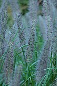 KNOLL GARDENS, DORSET: SEPTEMBER, FLOWERS OF PENNISETUM BLACK ARROW, GRASSES, ORNAMENTAL, PERENNIALS