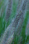 KNOLL GARDENS, DORSET: SEPTEMBER, FLOWERS OF PENNISETUM BLACK ARROW, GRASSES, ORNAMENTAL, PERENNIALS