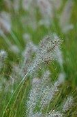 KNOLL GARDENS, DORSET: SEPTEMBER, FLOWERS OF PENNISETUM PIGLET, GRASSES, ORNAMENTAL, PERENNIALS