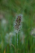 KNOLL GARDENS, DORSET: SEPTEMBER, FLOWERS OF PENNISETUM PIGLET, GRASSES, ORNAMENTAL, PERENNIALS