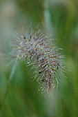KNOLL GARDENS, DORSET: SEPTEMBER, FLOWERS OF PENNISETUM PIGLET, GRASSES, ORNAMENTAL, PERENNIALS