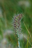 KNOLL GARDENS, DORSET: SEPTEMBER, FLOWERS OF PENNISETUM PIGLET, GRASSES, ORNAMENTAL, PERENNIALS