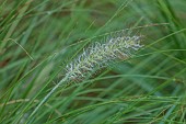 KNOLL GARDENS, DORSET: SEPTEMBER, FLOWERS OF PENNISETUM HAMELN, GRASSES, ORNAMENTAL, PERENNIALS